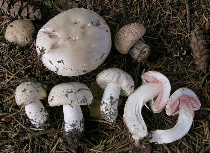 Agaricus da determinare.
